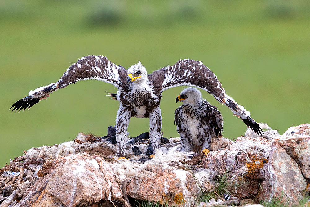 Steppe Eagle;Aquila nipalensis), nest on the ground with 2 chicks, Steppe, Eastern Mongolia, Mongolia, Asia