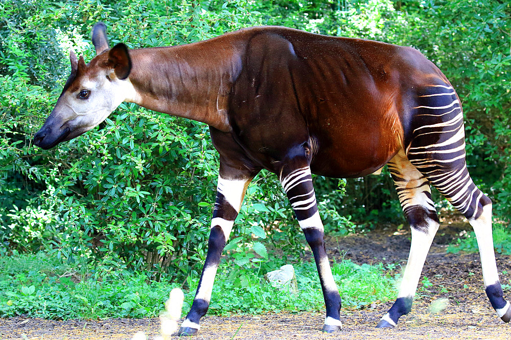 Okapi;Okapia johnstoni) in captivity, Germany