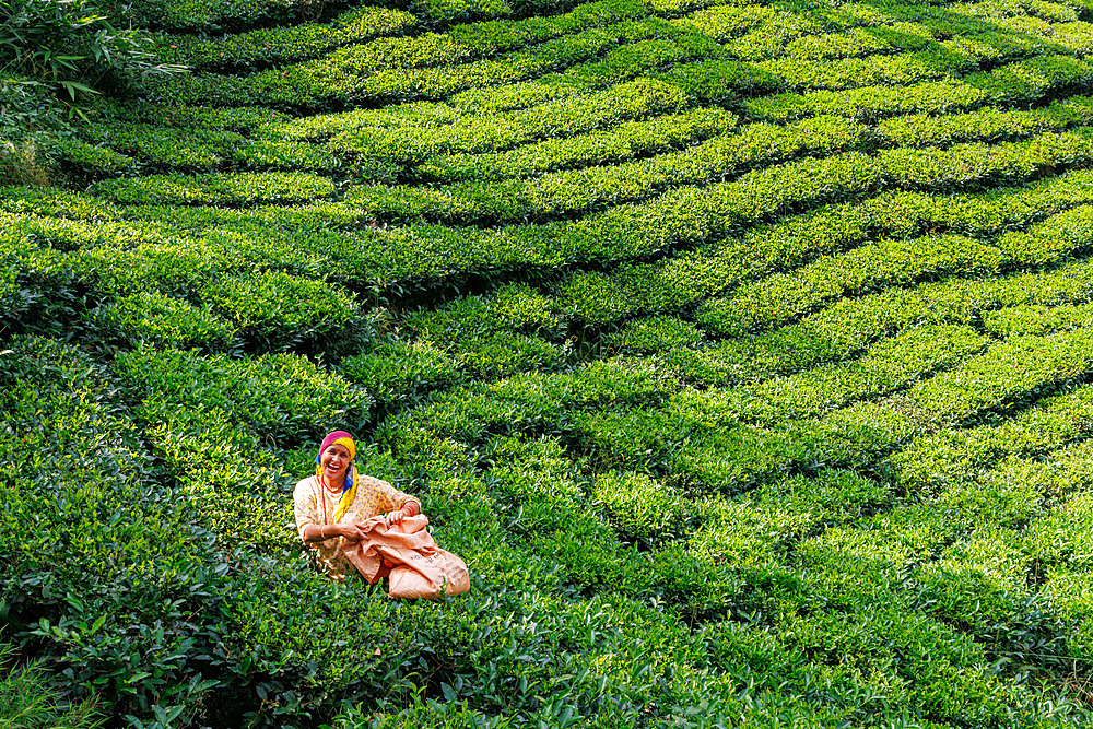 Forest and tea plantation, on the slopes of the Himalayas , Destruction of the forest, a woman harvests tea leaves, rural municipality of Maijogmai in Ilam, Nayabazar, Nepal