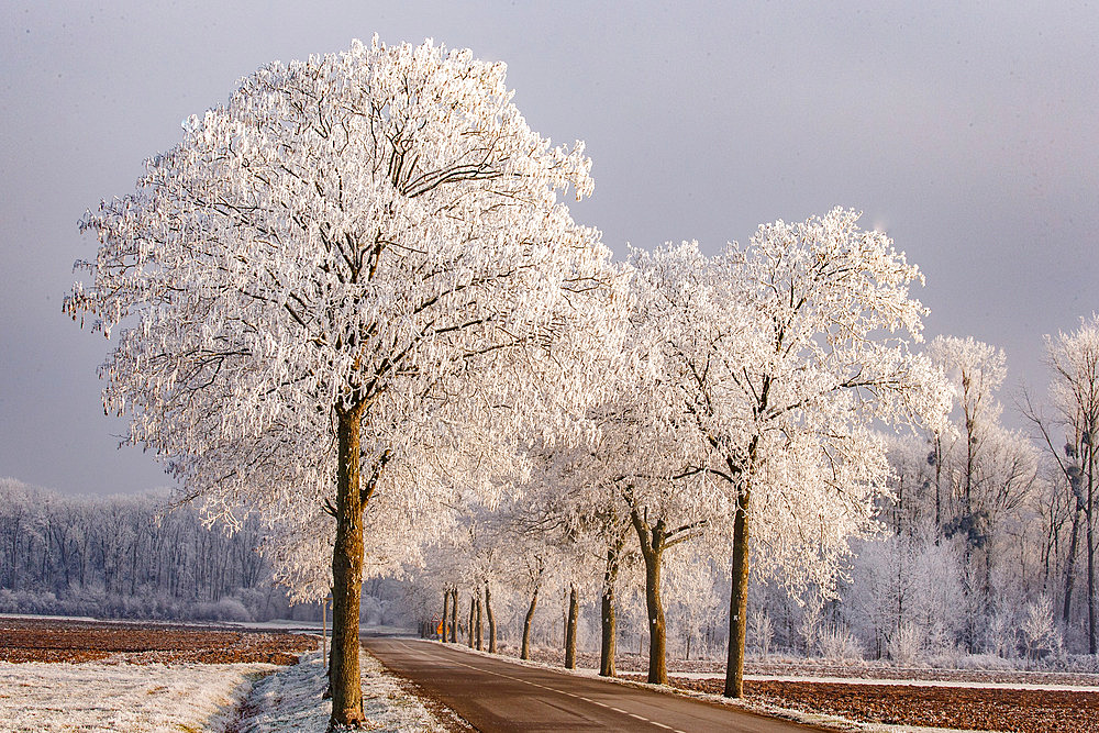 frosted trees in the mist, entrance to the village of Heiligenstein, Bas-Rhin, Alsace, France