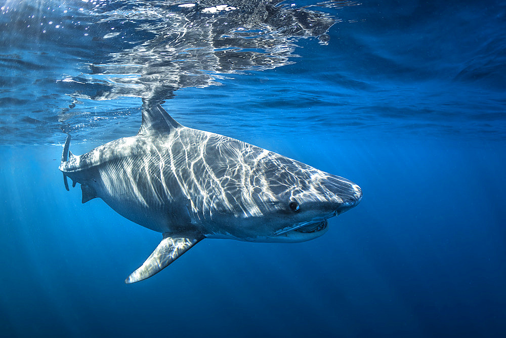 Tiger shark;Galeocerdo cuvier) swimming alongside a boat to protect itself from killer whales;Orcinus orca), Mayotte