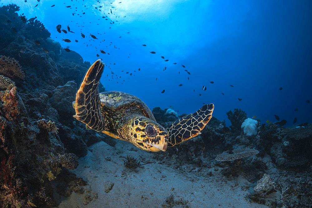 Hawksbill turtle;Eretmochelys imbricata) above the reef, Mayotte