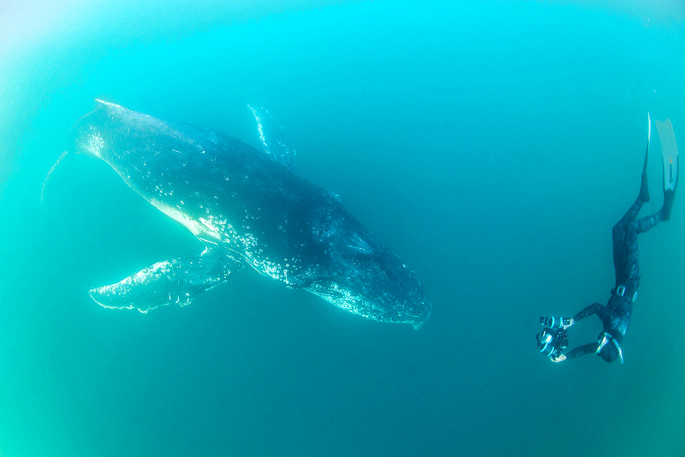 Freediving photographer taking a photograph of a young humpback whale in the Indian Ocean - South Africa - off Port Saint-Johns