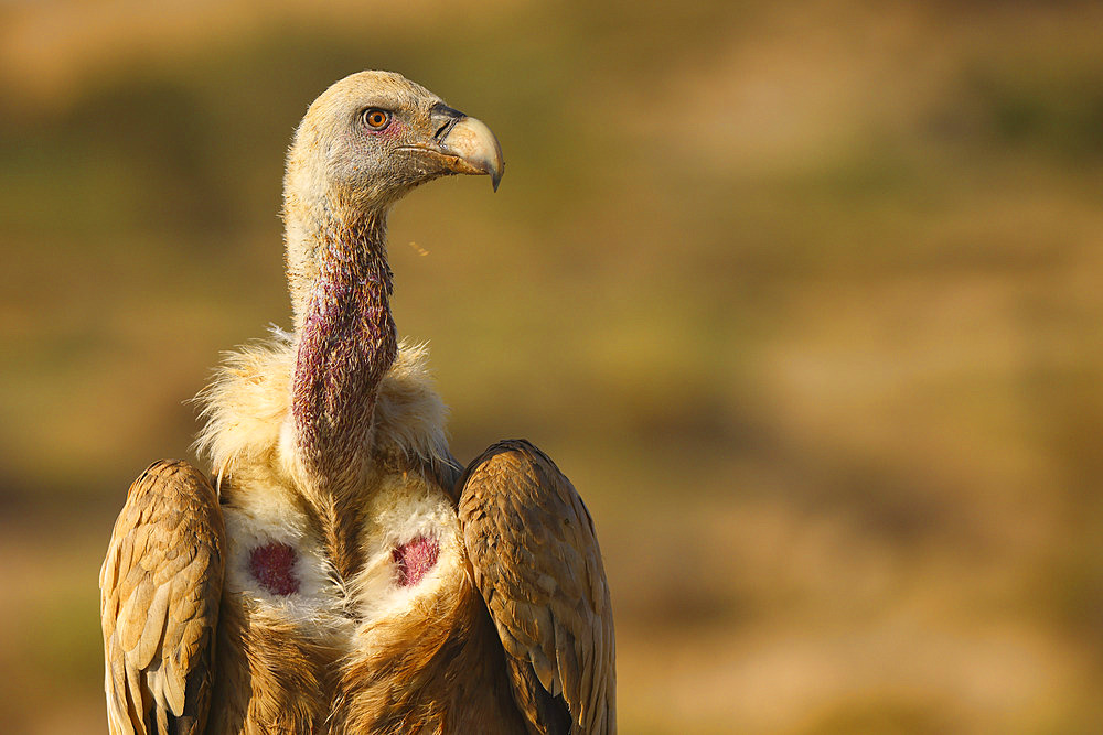 Portrait of Griffon Vulture;Gyps fulvus), Spain