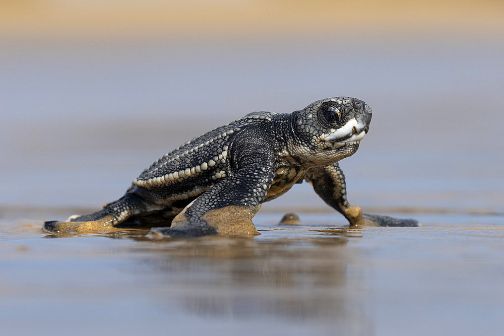 Young leatherback turtle;Dermochelys coriacea) heading out to sea on a beach in French Guiana.