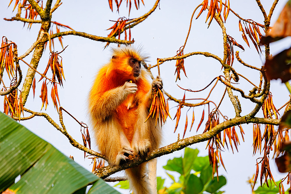 Golden langur, or Gee's semnopithecus;Trachypithecus geei), lookink for food in a tree, Manas National Park, Assam, India