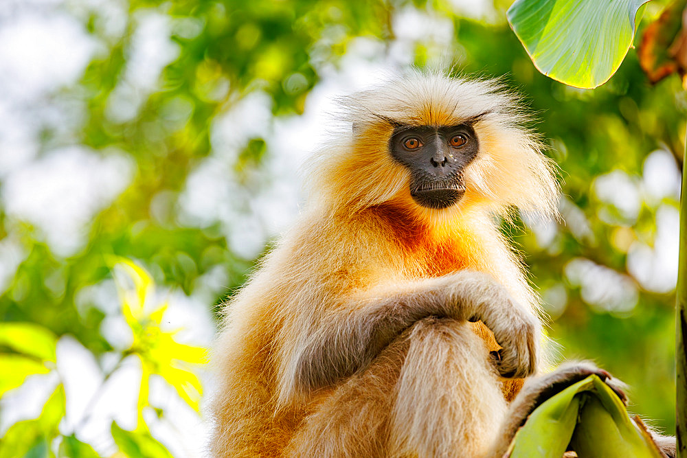 Golden langur, or Gee's semnopithecus;Trachypithecus geei), lookink for food in a tree, Manas National Park, Assam, India