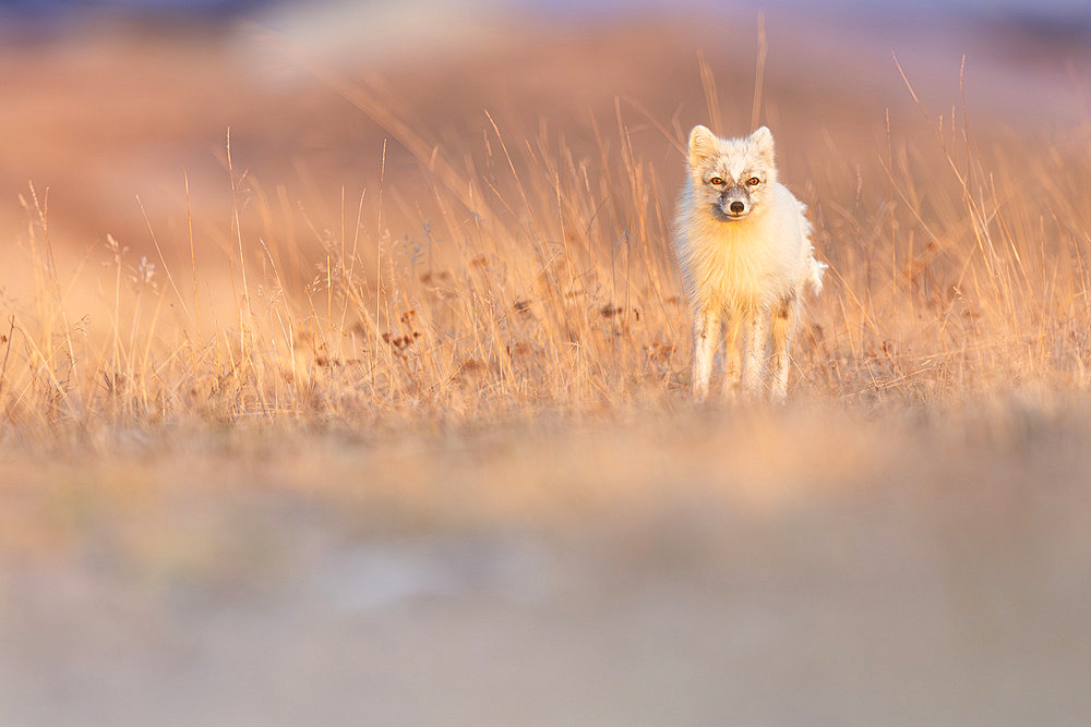 Polar fox;Vulpes lagopus), white form in full moult evolving in its Varanger tundra biotope, Norway.