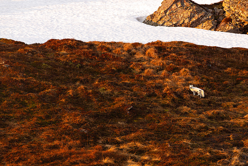 Polar fox;Vulpes lagopus), white form in full moult evolving in its Varanger tundra biotope, Norway.