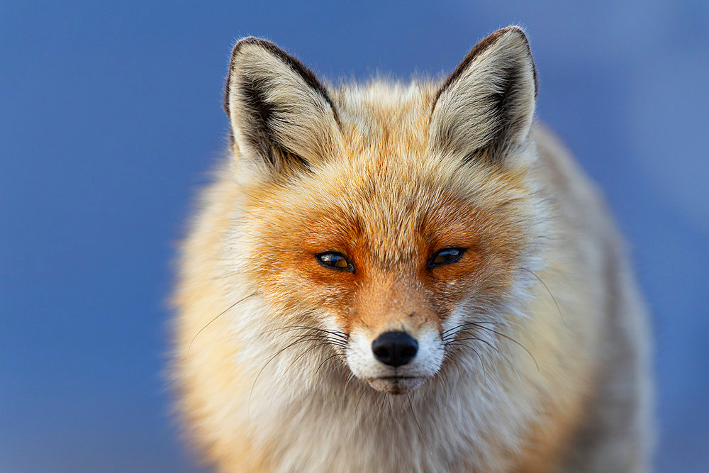 Red fox;Vulpes vulpes), portrait of an adult in winter coat on the Varanger tundra, Norway