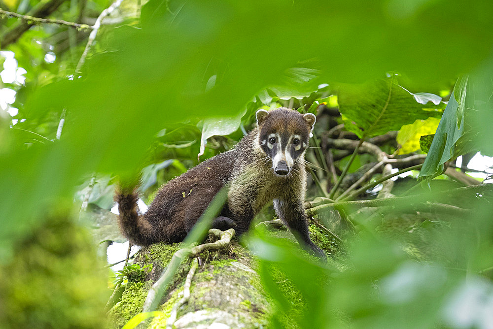 White-nosed Coati;Coati narica) in the forest, Jaco, Costa Rica.