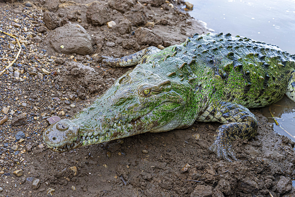 American crocodile;Crocodylus acutus) on bank, Tarcoles, Costa Rica.