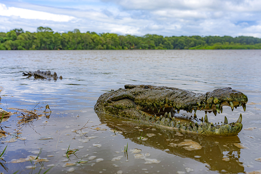 American crocodile;Crocodylus acutus) in the water, Tarcoles, Costa Rica.