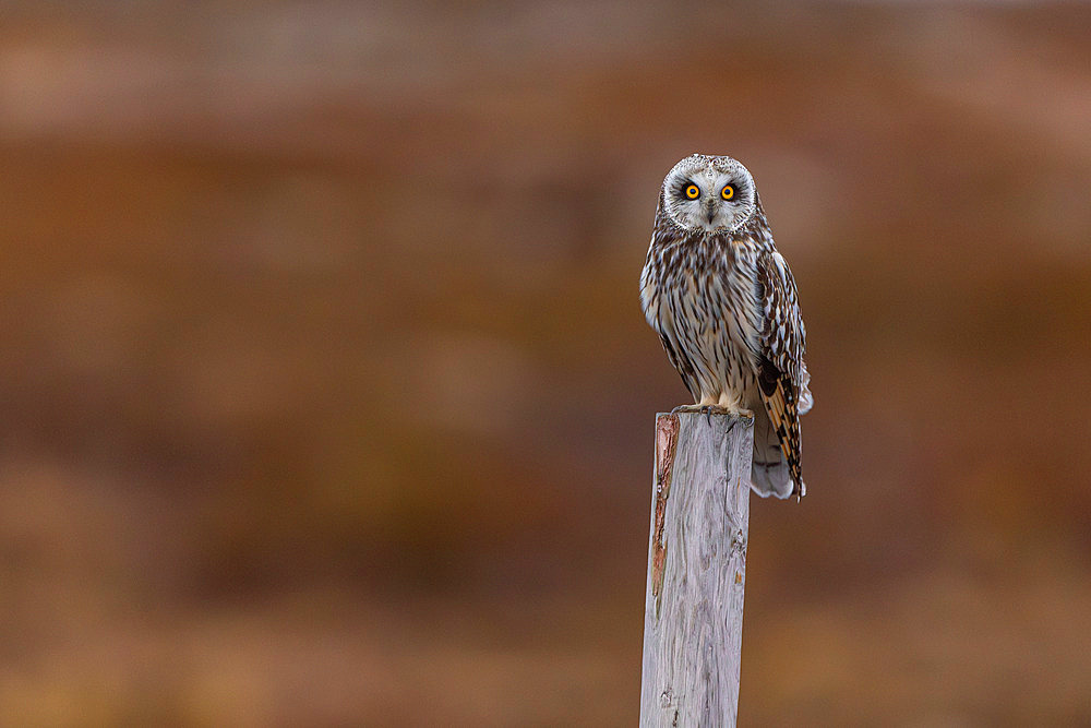 Short-eared owl;Asio flammeus), resting on a stake, Varanger, Norway