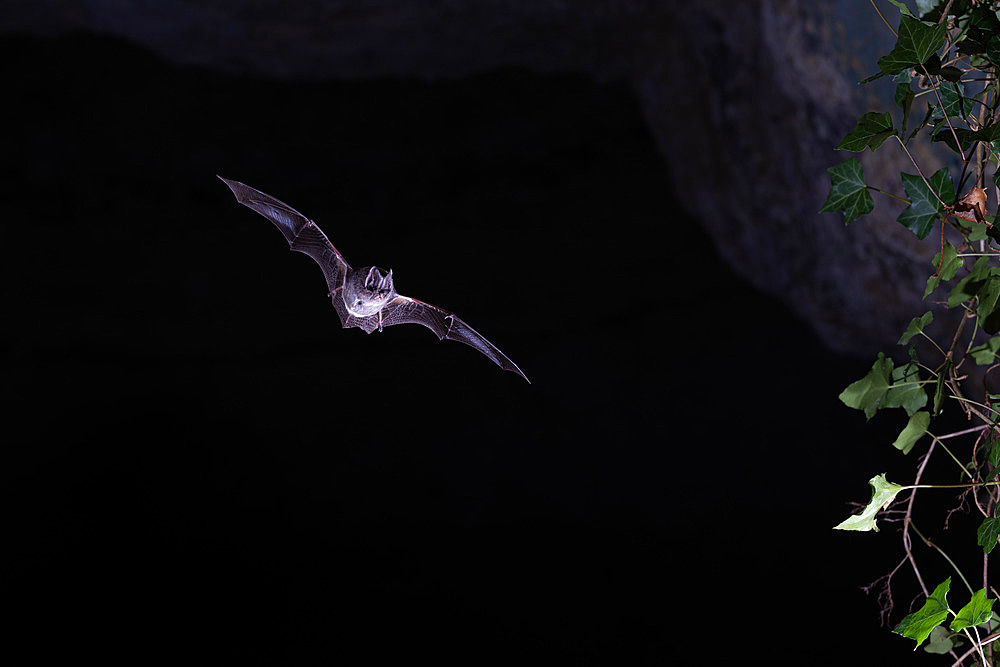 Western Barbastelle;Barbastella barbastellus) in flight emerging from a cave in Calvados, Normandy. France