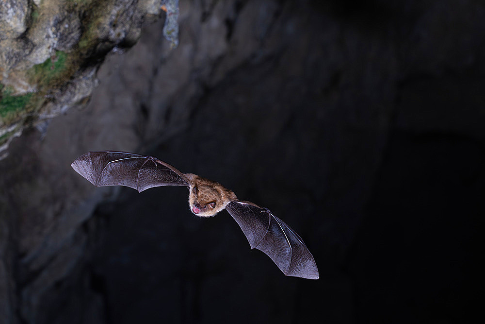 Whiskered Bat;Myotis mystacinus) in flight emerging from a cave in Calvados, Normandy. France