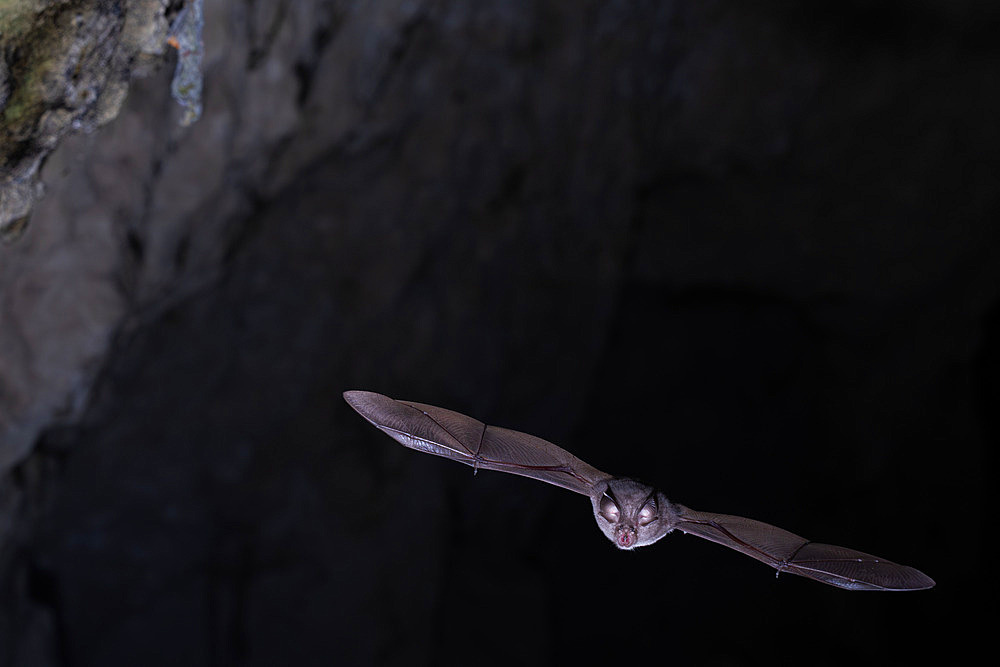 Lesser horseshoe bat;Rhinolophus hipposideros) in flight outside a cave in Calvados, Normandy. France