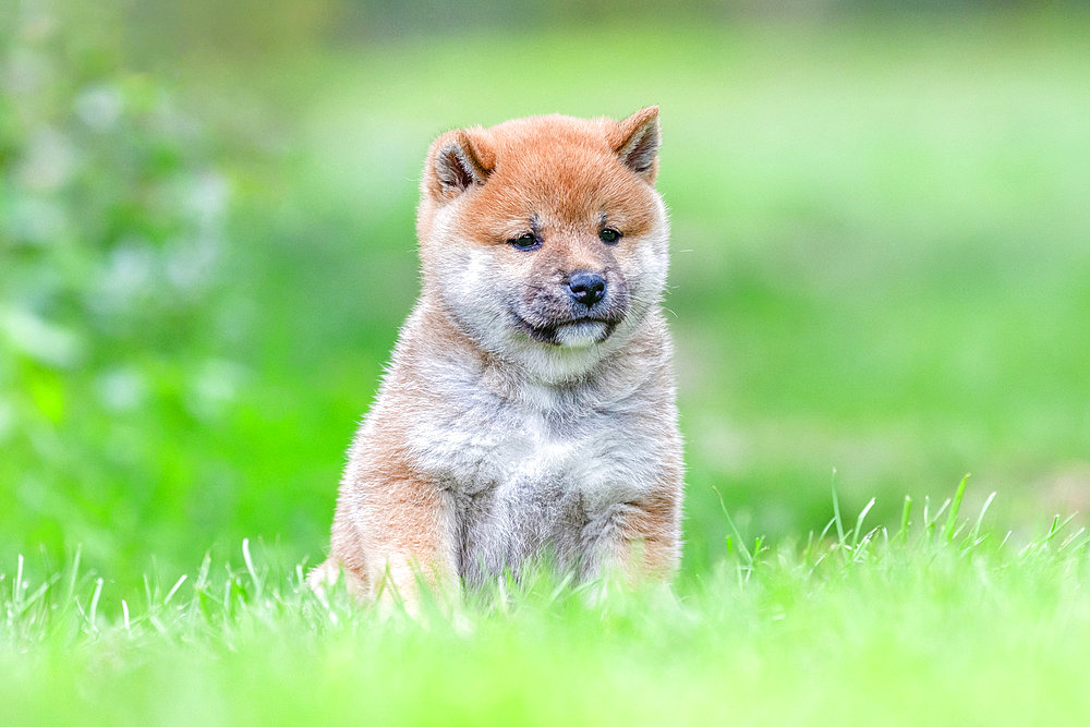 Shiba Inu, puppy sitting in the grass in a meadow, France