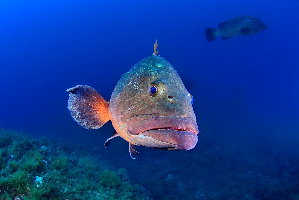 Dusky grouper;Epinephelus marginatus), Medes Islands, Spain