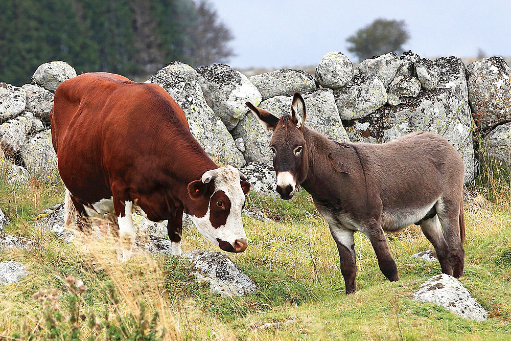 Cow and domestic donkey in tall grass, Lozere, France