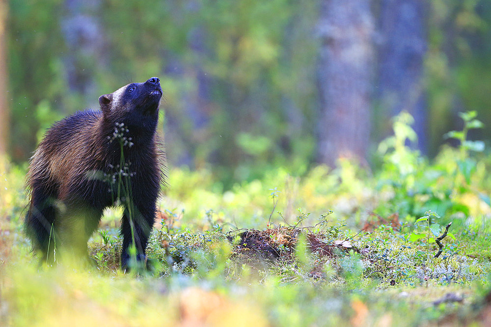 Adult wolverine;Gulo gulo) in the boreal forest, scent-seeking, Finland