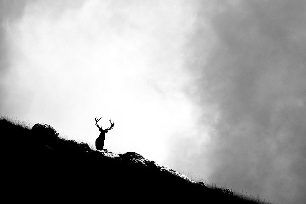 Red Deer;Cervus elaphus) standing on the rock, Alps, Austria.