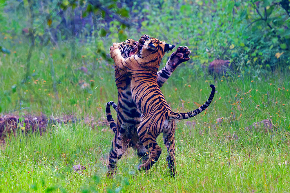 Bengal Tiger;Panthera tigris) in a clear area, youngs playing, Tadoba National Park, Tadoba Andhari Tiger Reserve, Maharashtra's oldest and largest National Park, Maharashtra state, Indian subcontinent, India, Chandrapur district, Asia