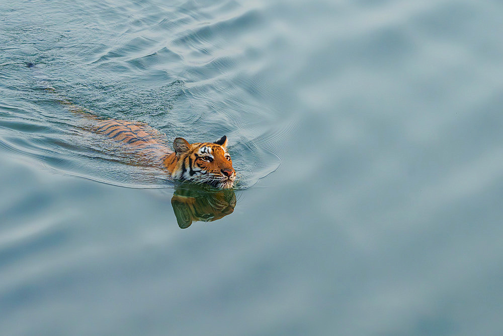 Bengal tiger;Panthera tigris tigris), crossing a river, Jim Corbett National Park, Uttarakhand, India, Asia