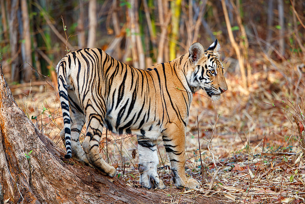 Bengal Tiger;Panthera tigris) marking the territory, Tadoba National Park, Tadoba Andhari Tiger Reserve, Maharashtra's oldest and largest National Park, Maharashtra state, Indian subcontinent, India, Chandrapur district, Asia