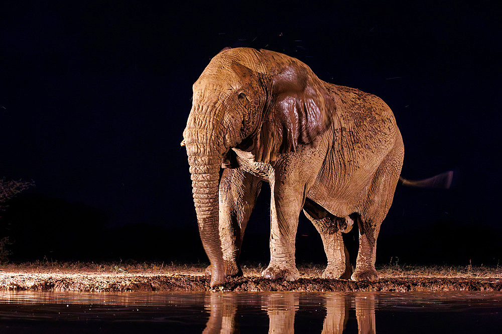 African Savanna Elephant or Savanna Elephant;Loxodonta africana), drinking by night at the waterhole, Shompole wilderness, Shompole Community, Kenya, East Africa, Africa