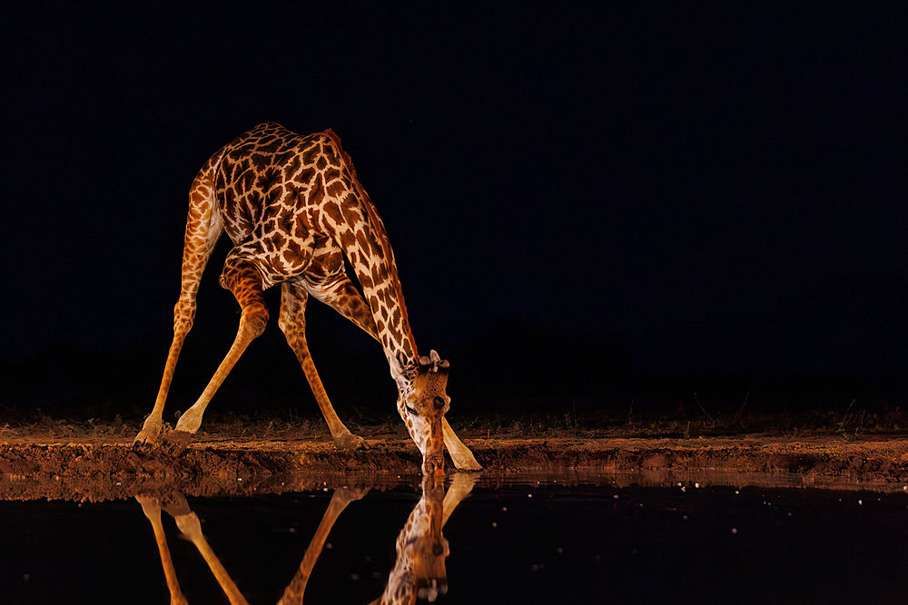 Masai giraffe drinking from a waterhole by night, Shompole wilderness, Shompole Community, Kenya, East Africa, Africa