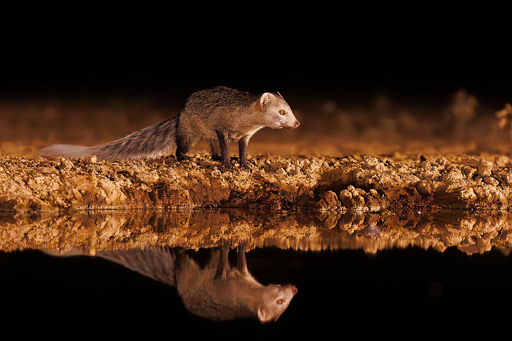 White-tailed mongoose;Ichneumia albicauda), comes to drink in a pond, at night, Shompole wilderness, Shompole Community, Kenya, East Africa, Africa