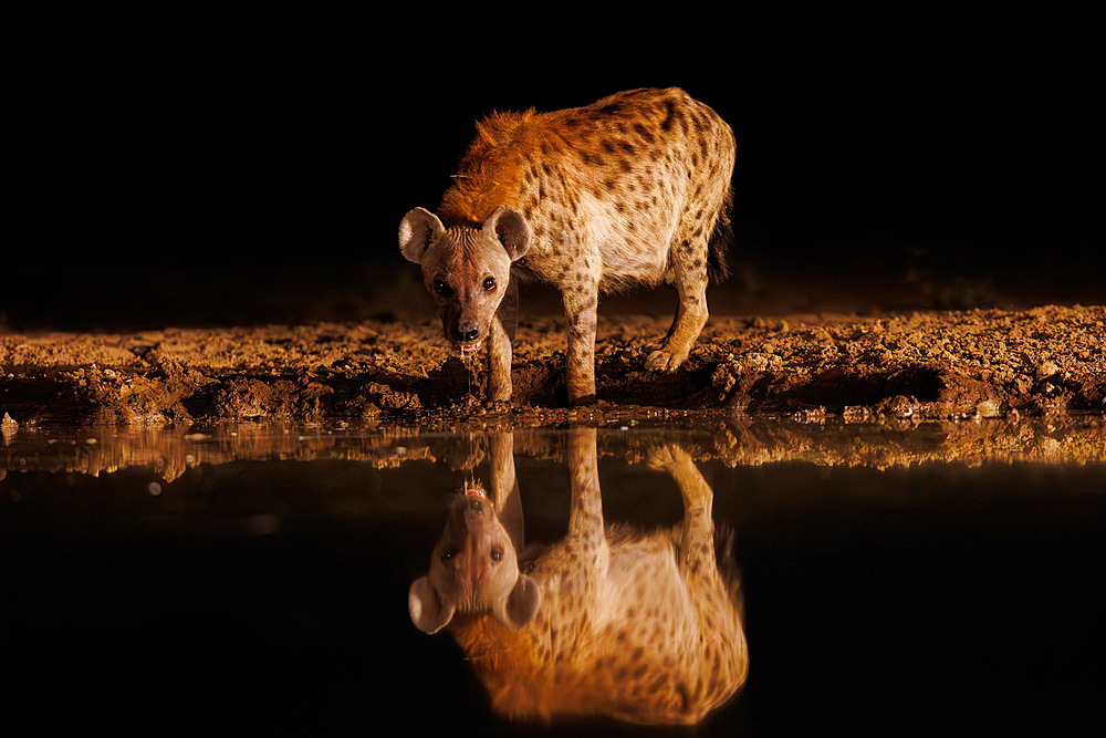 Spotted hyena;Crocuta crocuta), drinking by night at the waterhole, Shompole wilderness, Shompole Community, Kenya, East Africa, Africa