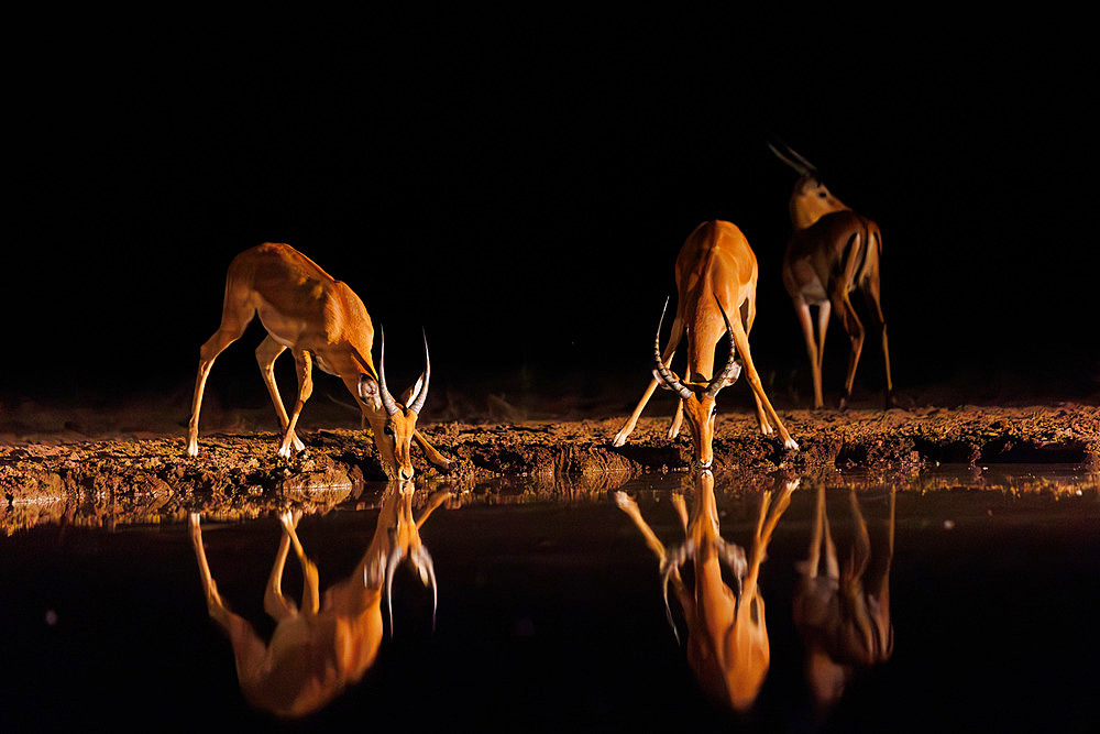 Impalas;Aepyceros melampus) , adult males, near a pond, at night, Shompole wilderness, Shompole Community, Kenya, East Africa, Africa