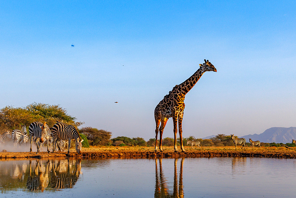 Shrubby savannah landscape with Masai giraffe;Giraffa camelopardalis tippelskirchi) and Plains zebra;Equus quagga) drinking from a waterhole, Shompole wilderness, Shompole Community, Kenya, East Africa, Africa