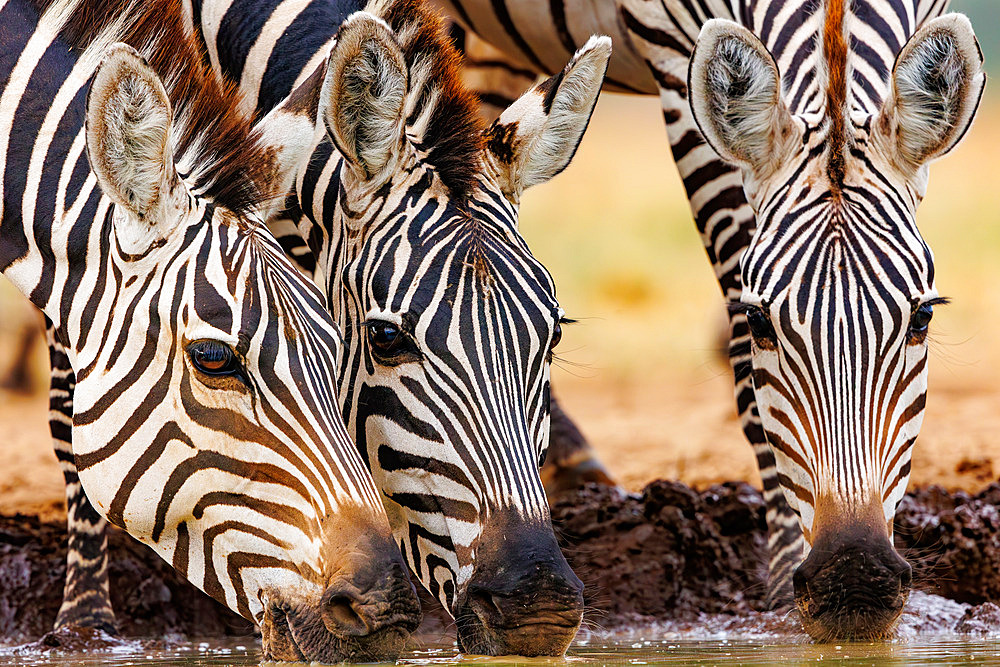 Plains Zebra, or Burchell's Zebra;Equus quagga syn. Equus burchellii), Group drinking from a pond, Shompole wilderness, Shompole Community, Kenya, East Africa, Africa