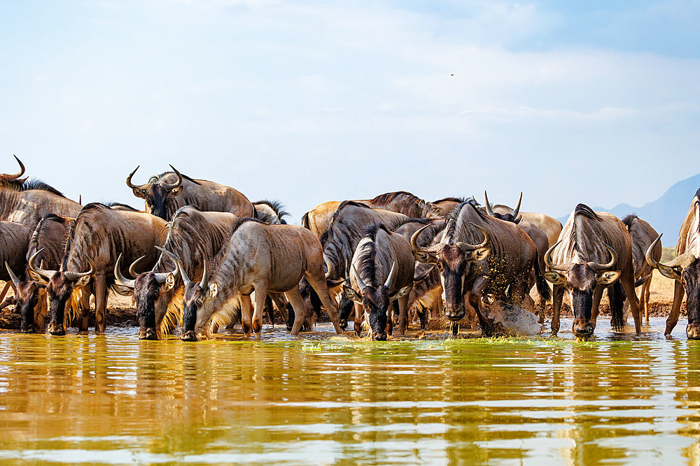 Blue wildebeest;Connochaetes taurinus), drinking from a waterhole, Shompole wilderness, Shompole Community, Kenya, East Africa, Africa