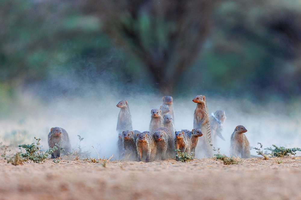 Group of Striped Mongoose;Mungos mungo) arriving at a watering hole, Shompole wilderness, Shompole Community, Kenya, East Africa, Africa