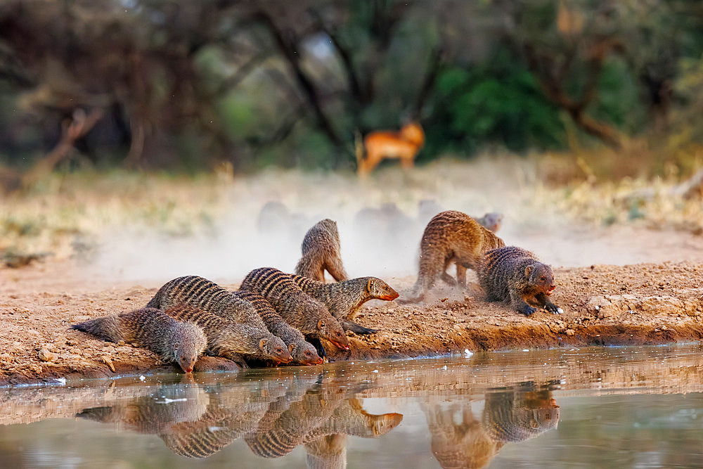 Group of Striped Mongoose;Mungos mungo) arriving at a watering hole, Shompole wilderness, Shompole Community, Kenya, East Africa, Africa