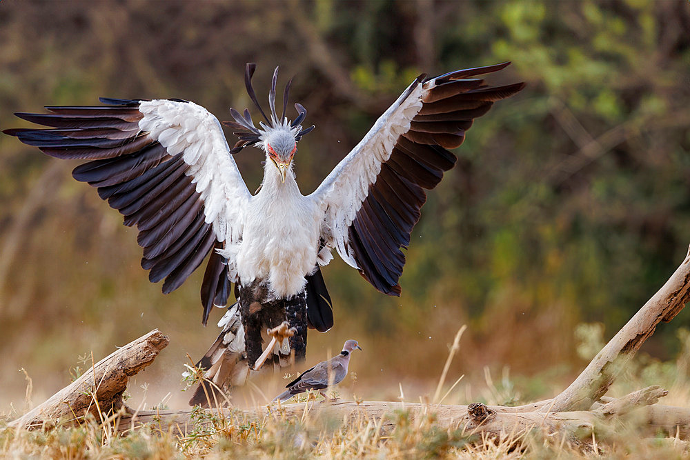 Secretary bird;Sagittarius serpentarius), moves in the savannah and kill a mourning dove Streptopelia decipiens), Shompole wilderness, Shompole Community, Kenya, East Africa, Africa