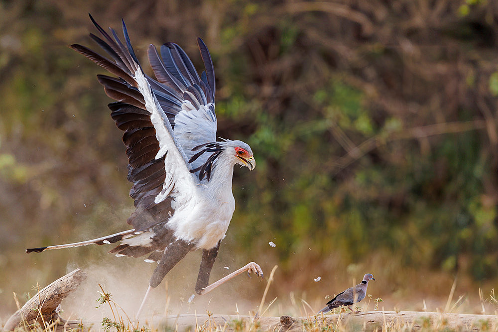 Secretary bird;Sagittarius serpentarius), moves in the savannah and kill a mourning dove Streptopelia decipiens), Shompole wilderness, Shompole Community, Kenya, East Africa, Africa