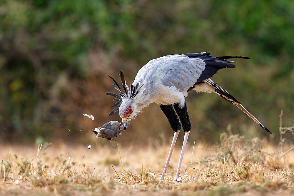 Secretary bird;Sagittarius serpentarius), moves in the savannah and kill a mourning dove Streptopelia decipiens), Shompole wilderness, Shompole Community, Kenya, East Africa, Africa