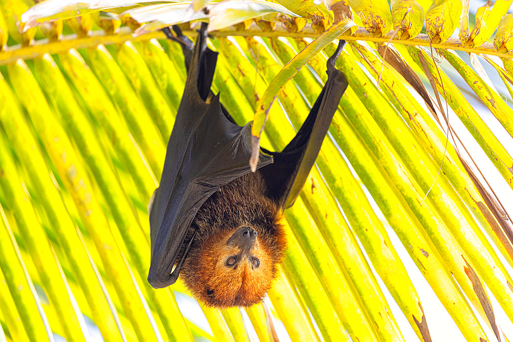 Mauritian flying fox;Pteropus niger) hanging from a palm tree, Mauritius