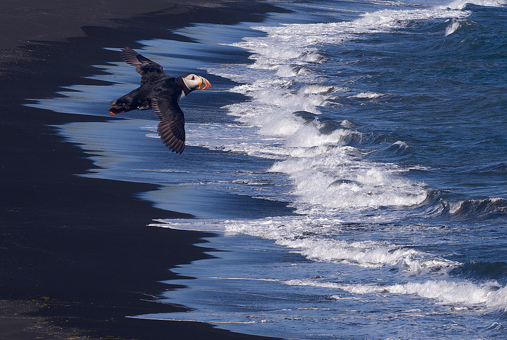 Atlantic puffin;Fratercula arctica) in flight over the sea, Iceland;digital composition)