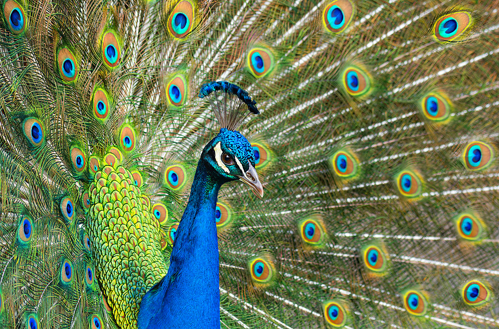 Blue peacock;Pavo cristato) cartwheeling, Vosges du Nord Regional Nature Park, France