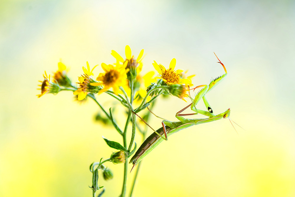 Young Praying Mantis;Mantis religiosa) on a Ragwort flower, Lorraine, France