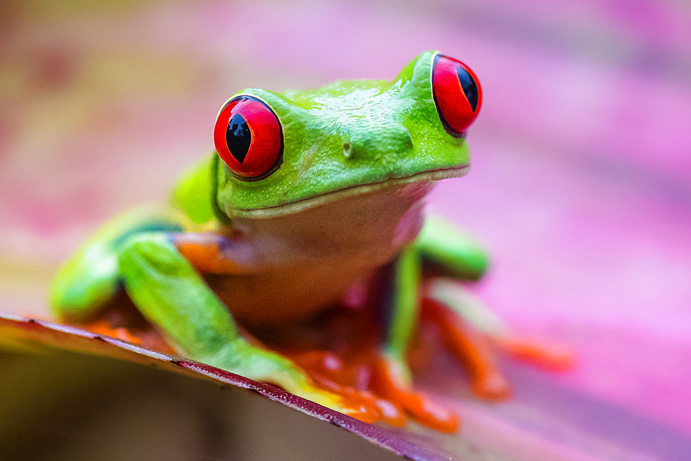 Red-eyed treefrog;Agalychnis callidryas), Costa Rica