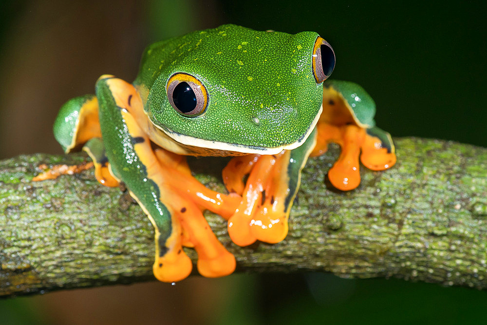 Orange-legged treefrog;Cruziohyla sylviae) on a branch, Costa Rica