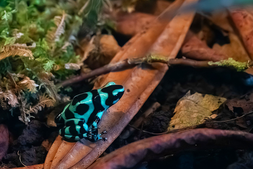 Green and Black Poison Frog;Dendrobates auratus), highly toxic diurnal amphibian, leaf-climber, Costa Rica