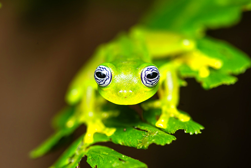 Ghost Frog;Sachatamia ilex) on a leaf, Costa Rica